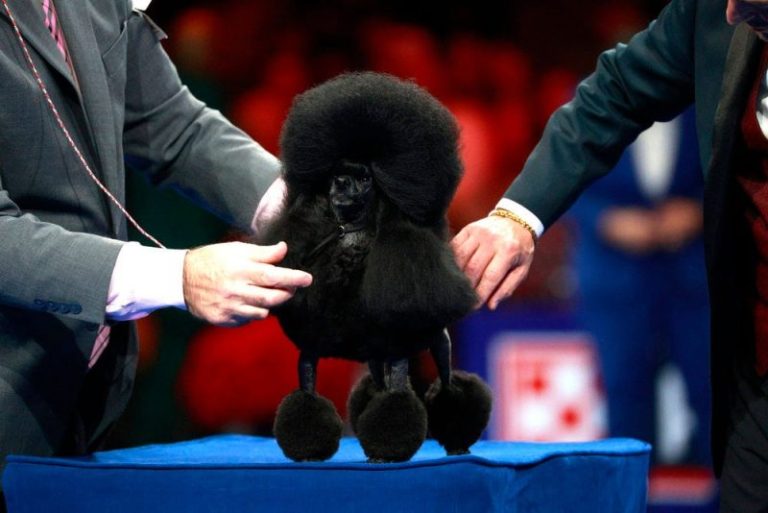 2025 National Dog Show: See the winners from this year’s competition